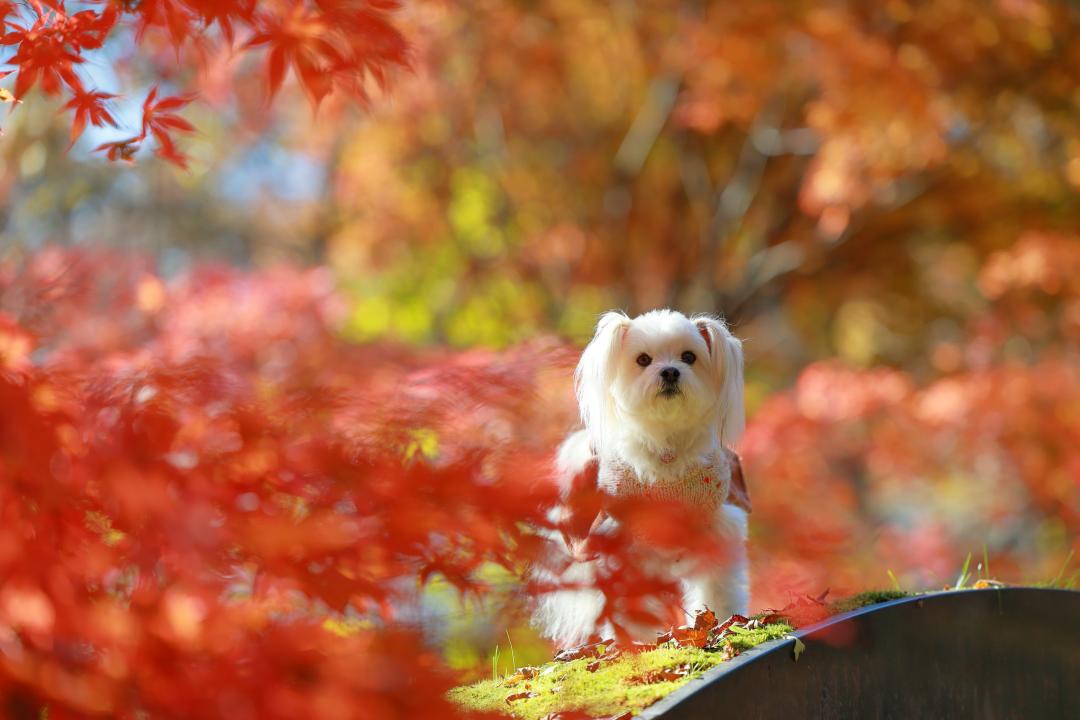 紅に映えるスター