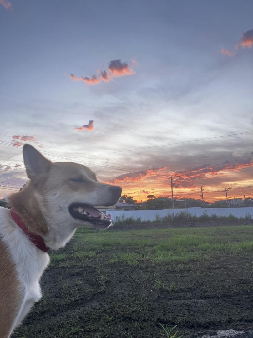 田舎の夕日