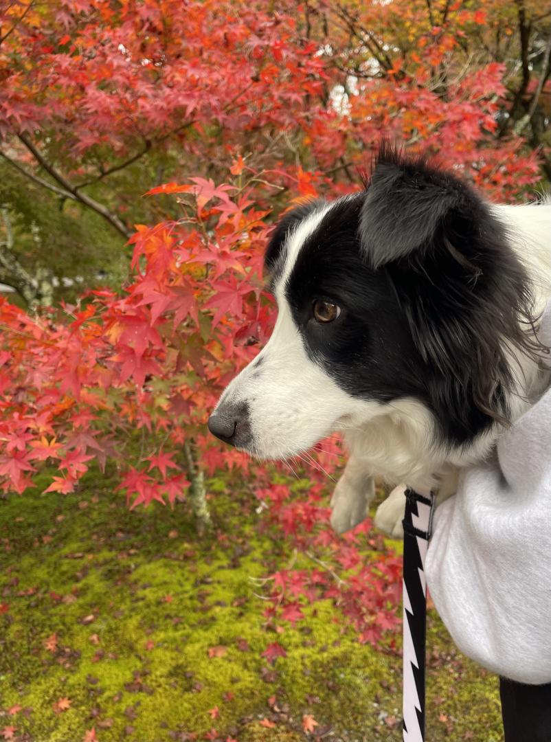 京都の紅葉