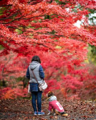 愛犬と一緒に楽しむ紅葉