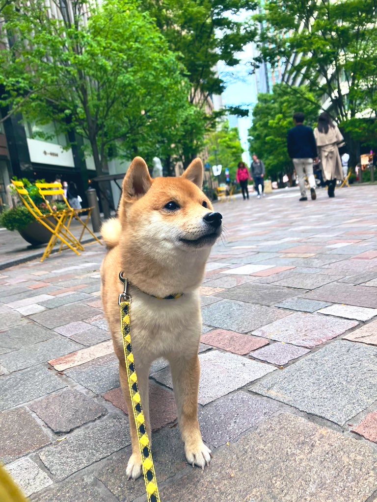 丸の内に出没わんこ