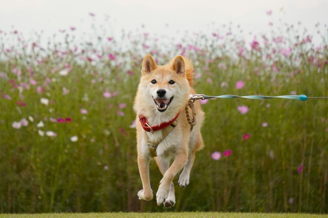 秋桜畑のわんぱく坊主