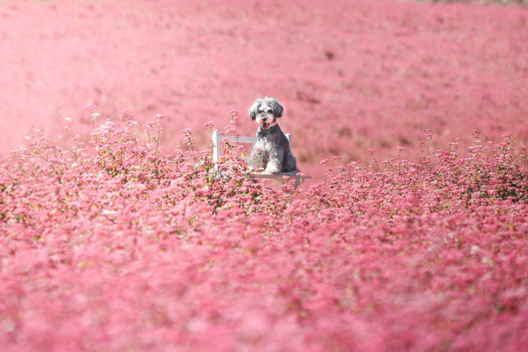 赤そばの花