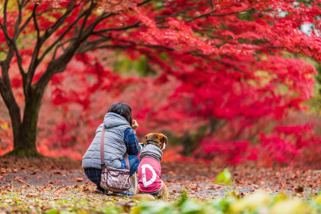 愛犬と一緒に楽しむ紅葉