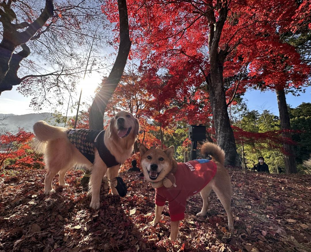 紅葉と愛犬