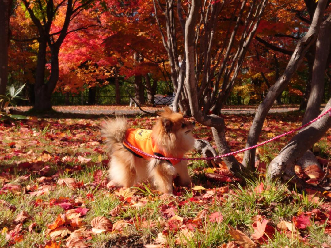 紅葉狩り