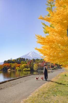富士山と黄葉、気分も高揚