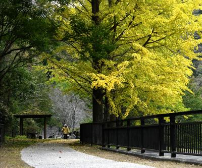 素敵な散歩道