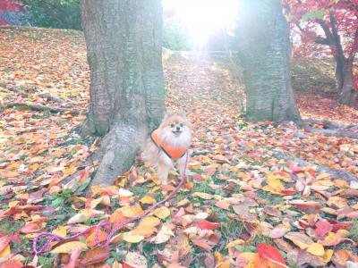 色とりどりの紅葉と光