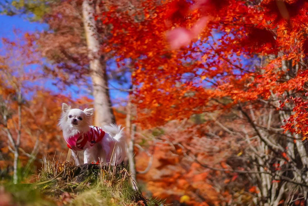 紅葉の森の切り株に乗って