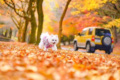 紅葉さんぽ