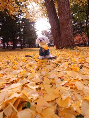 黄色い秋とマフラー