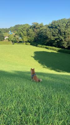 田舎と柴犬