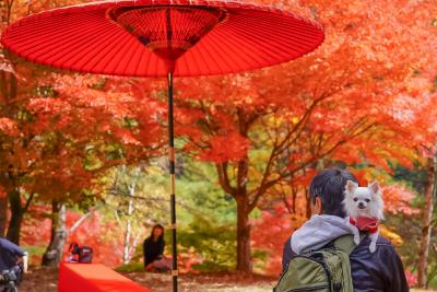 京都気分の秋