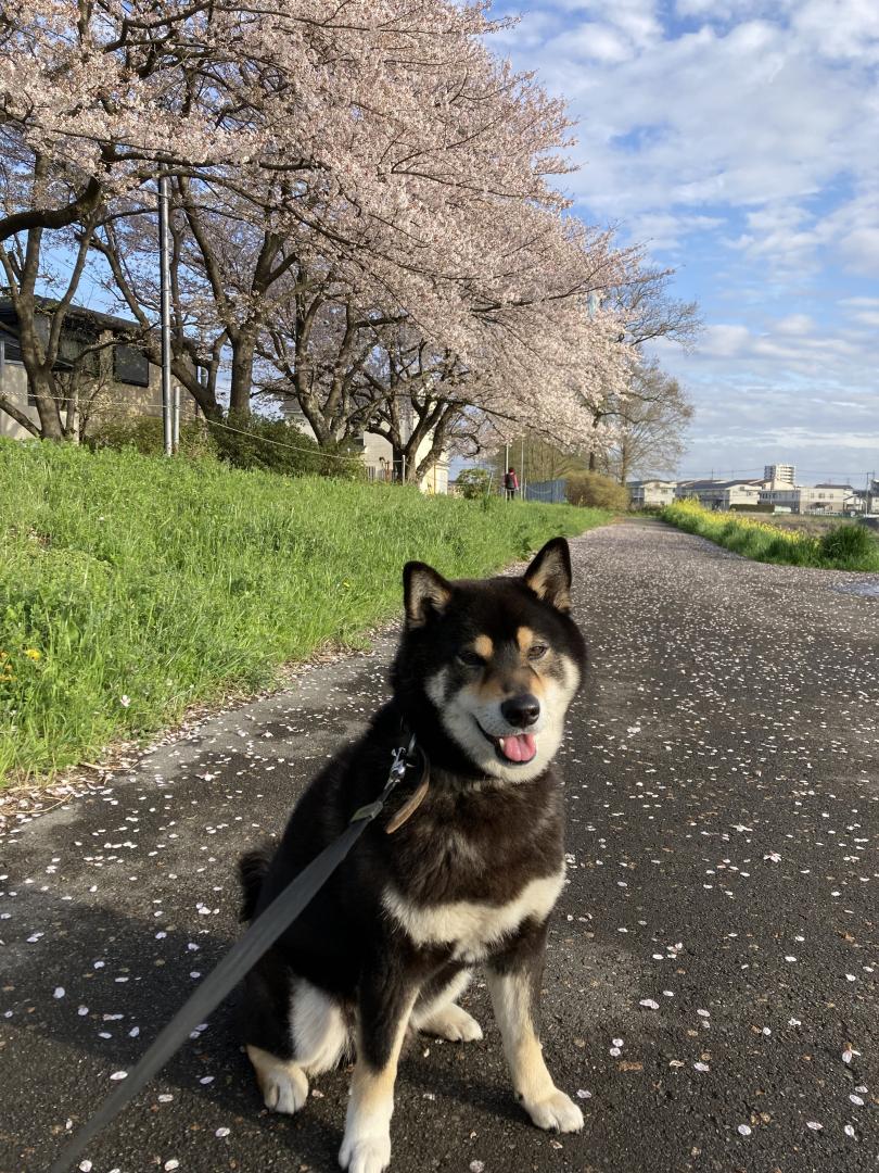 桜の木の下で