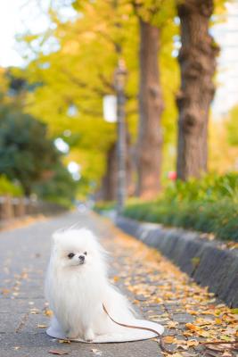 イチョウの散歩道