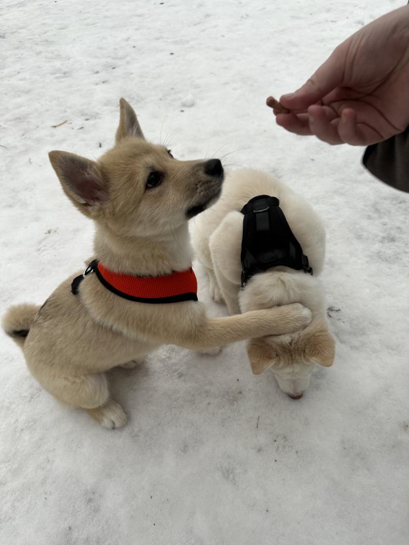 おやつは僕のもの