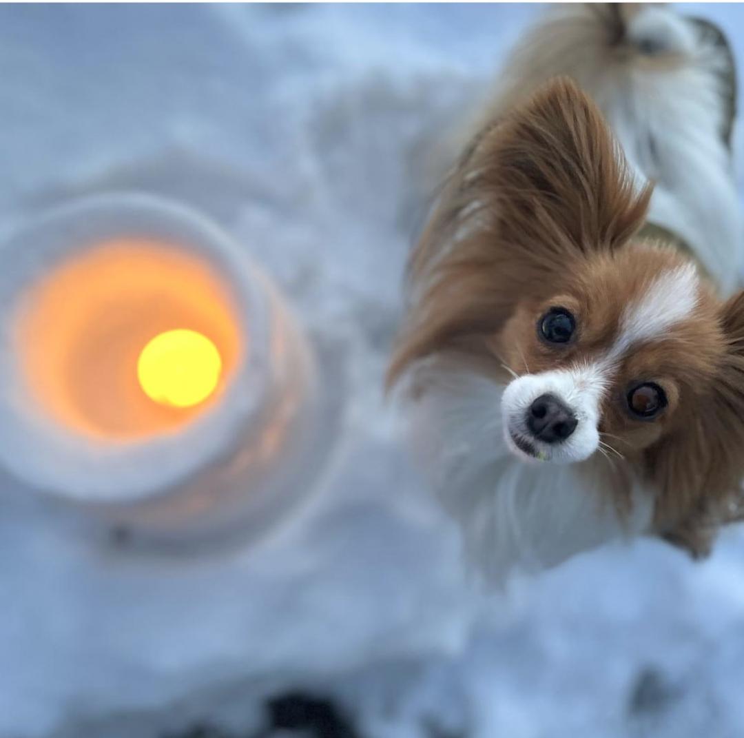 雪あかり