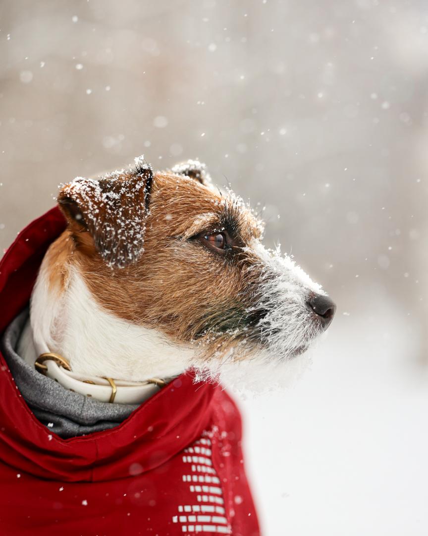 雪を見つめる