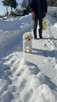 雪山で大好きなばあちゃんとお散歩♫
