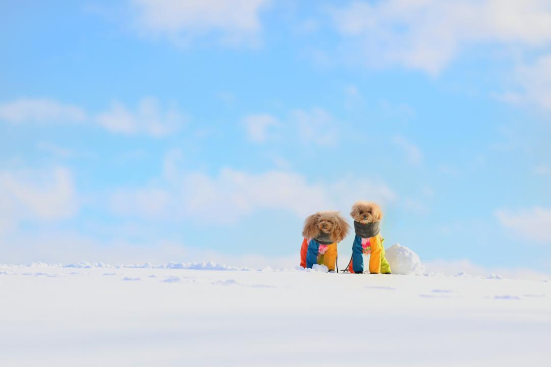 青空と雪景色