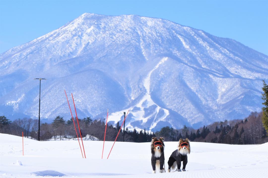 雪中散歩