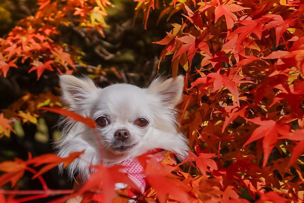 紅葉の中で