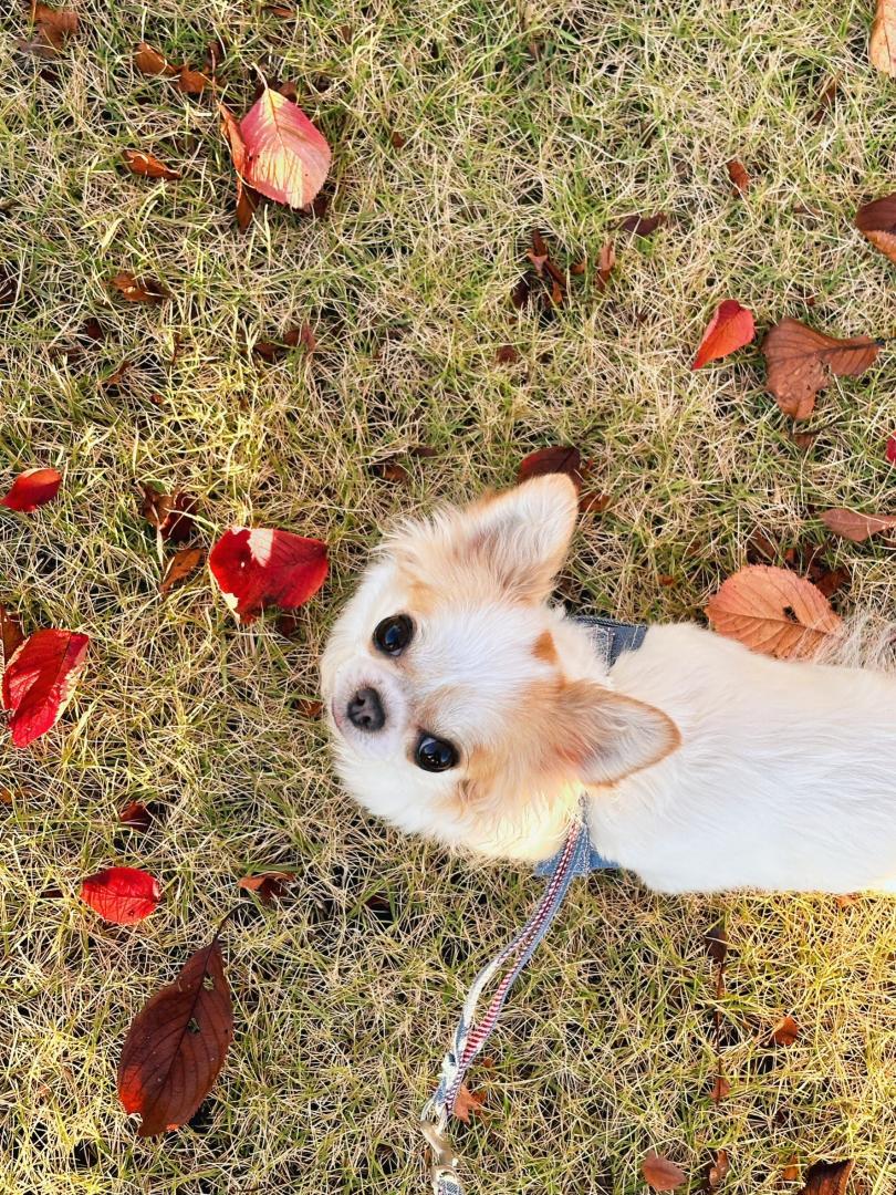 来年も一緒に紅葉が見えますように