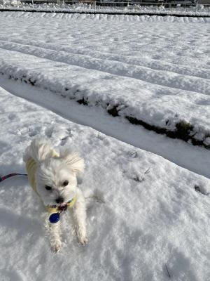 はじめての雪