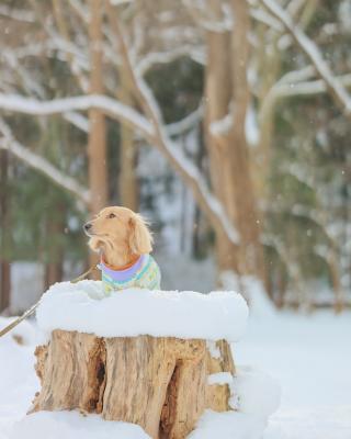 粉雪