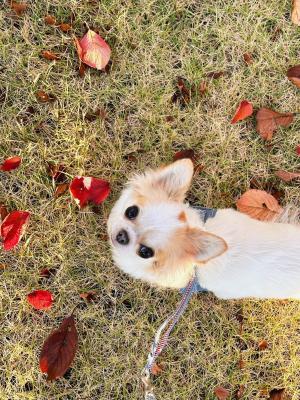 来年も一緒に紅葉が見えますように