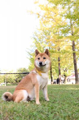 イチョウ並木を歩いたよ