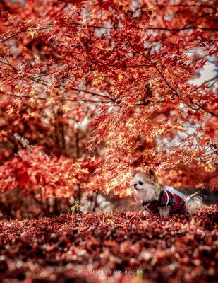 キラキラ紅葉に包まれて