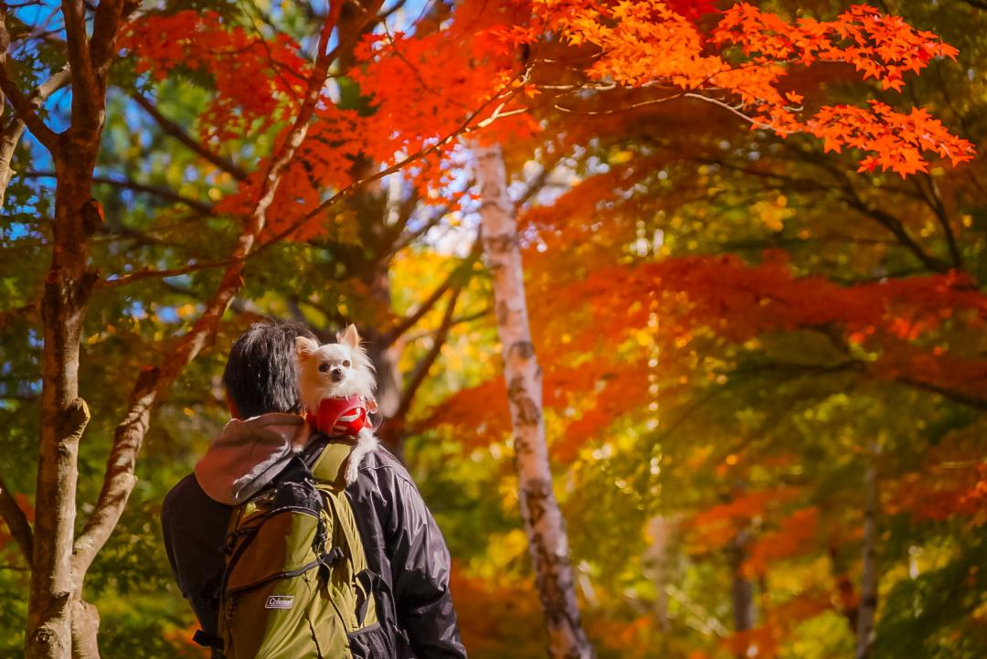 紅葉を見上げるアリスちゃん