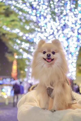 東京タワーとイルミネーション