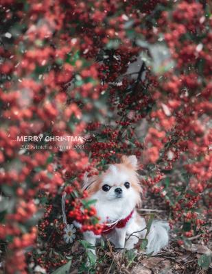 雪降るクリスマス