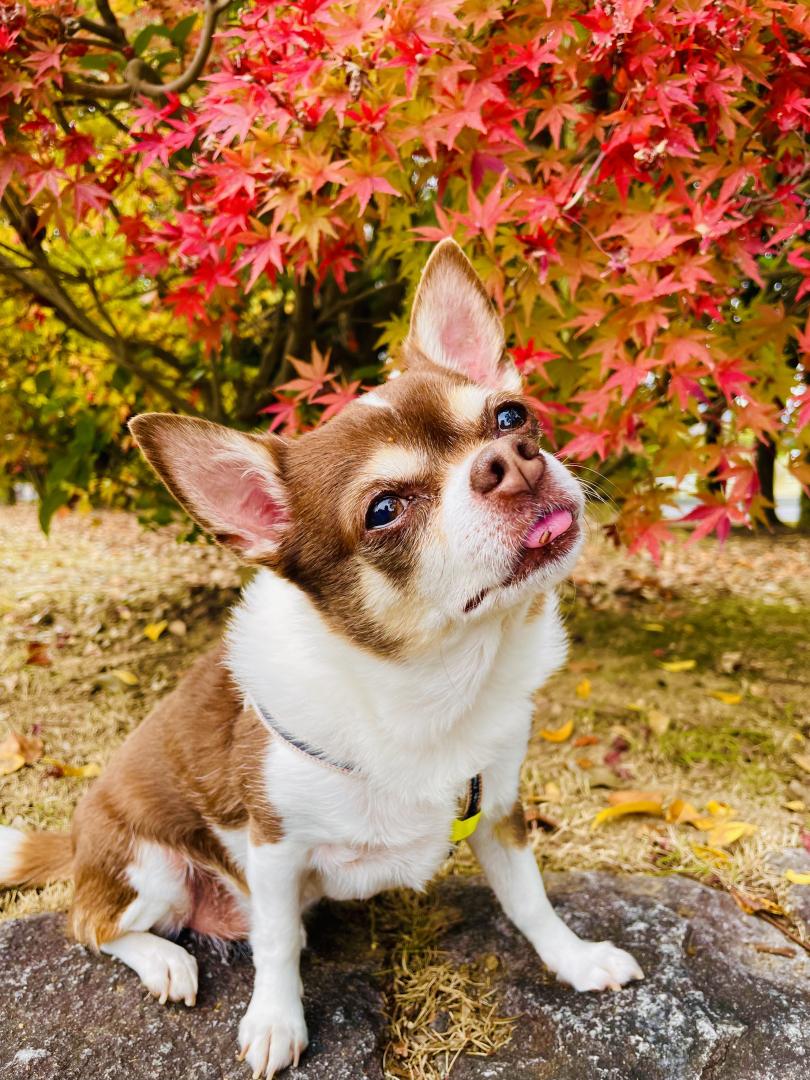 紅葉とお爺ちゃん犬