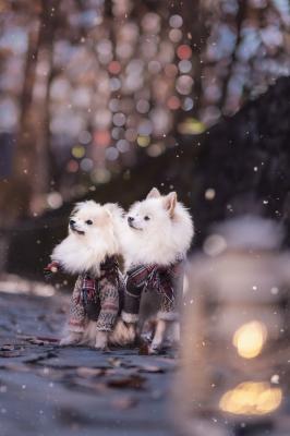 音もなく降ってくる粉雪ってミルクがとけてるみたいだね