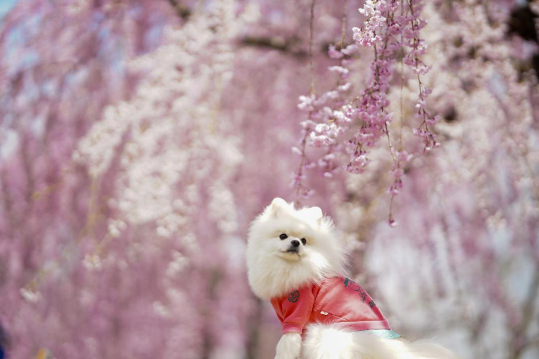 しだれ桜のカーテンとイチ