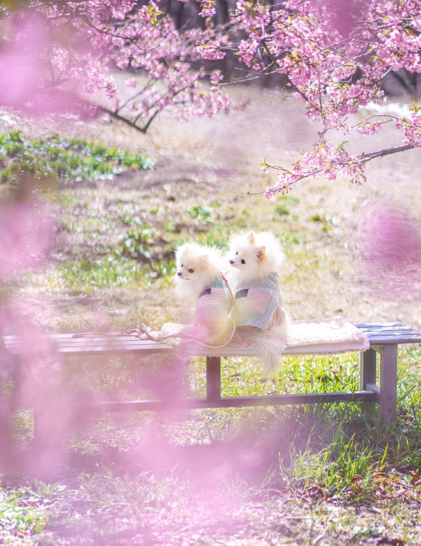 のんびり桜ん歩～ちょっとひと休み