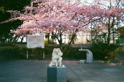 満開の桜と