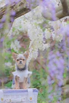 藤の花とコタロウ