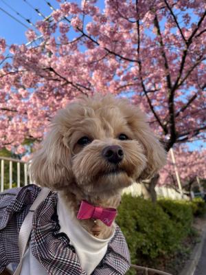 ノアと河津桜