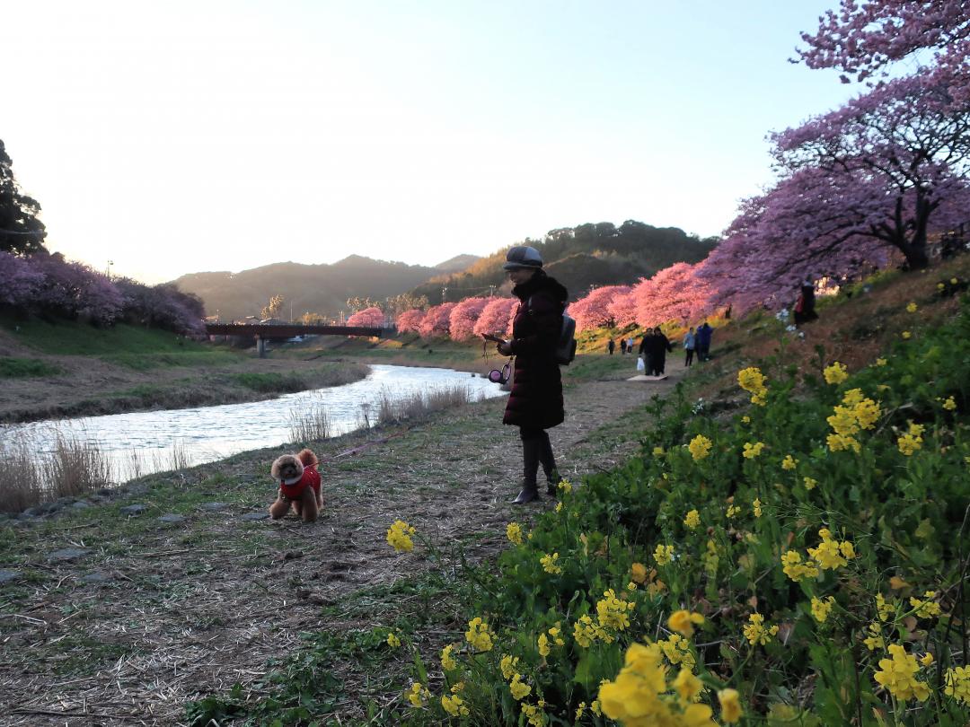 春を探しに