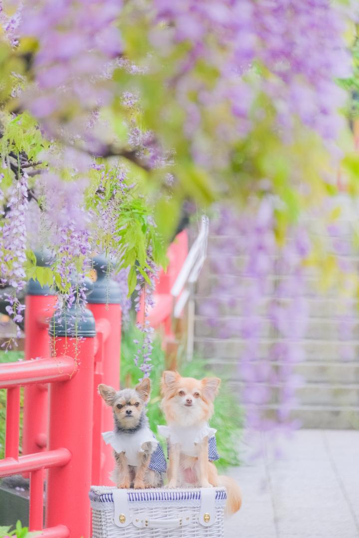 藤の花とハナとコタロウ