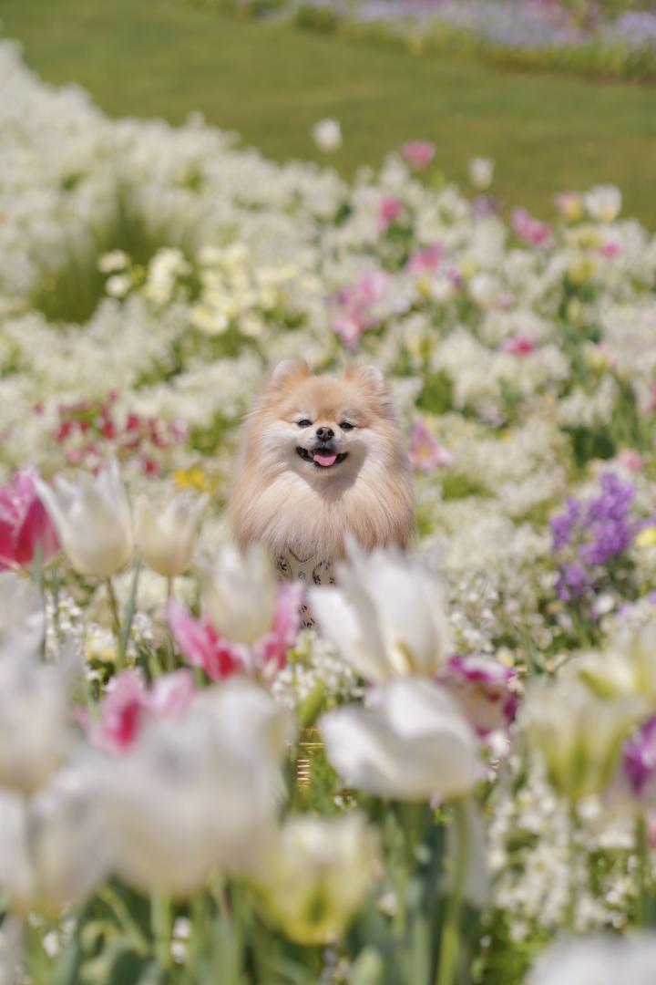 清楚なお花畑からひょっこり