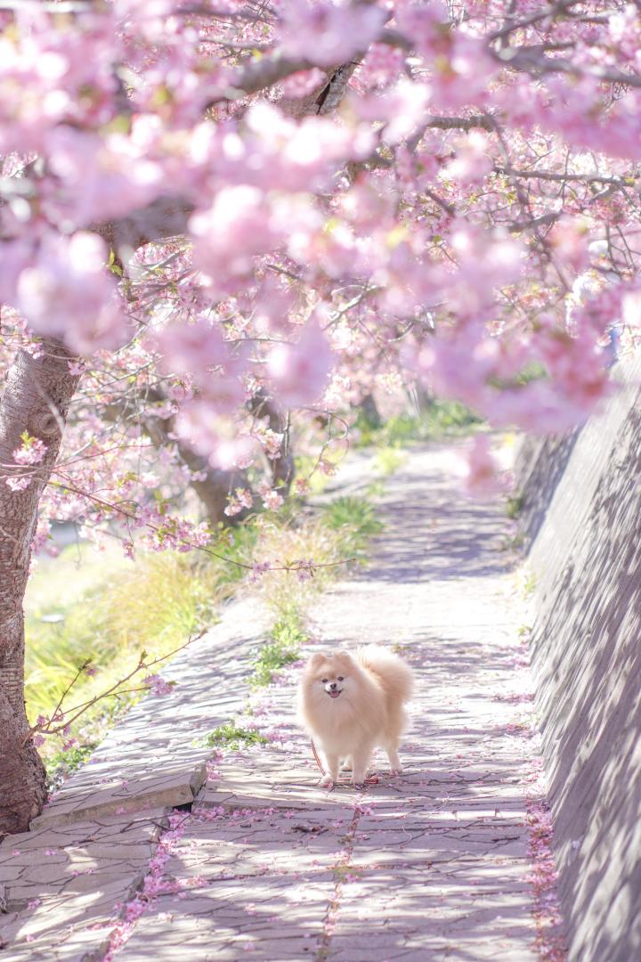 桜の木の下で