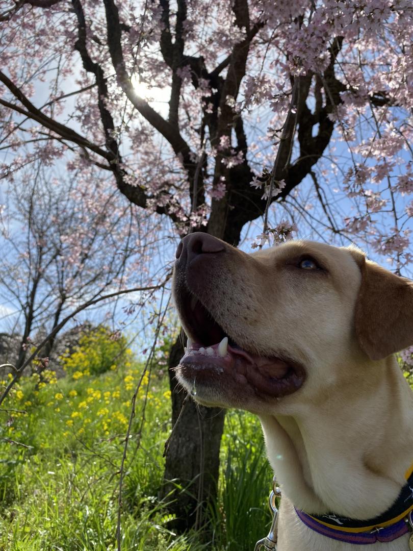 桜キラキラ