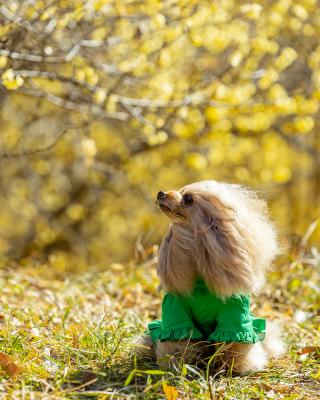 ロウバイのあま～いニオイに誘われて