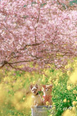 菜の花と河津桜